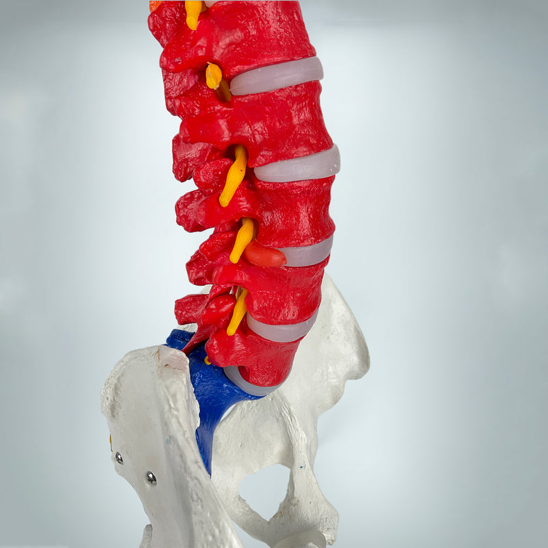 Cargue la imagen en el visor de la galería, Modelo de Columna Flexible Didáctica [SKU: MG21884]
