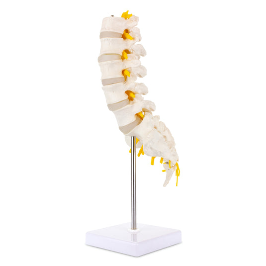 Lumbale Wervelkolom Model [SKU: MG21887]