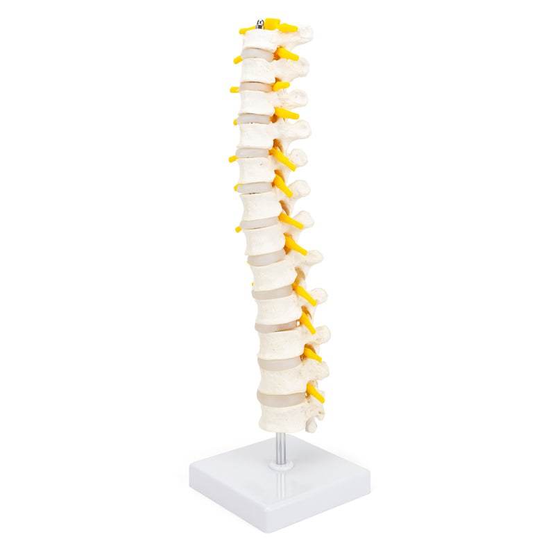 Load image into Gallery viewer, Thoracic Spine Model
