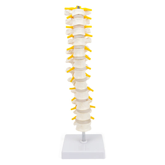Thoracic Spine Model