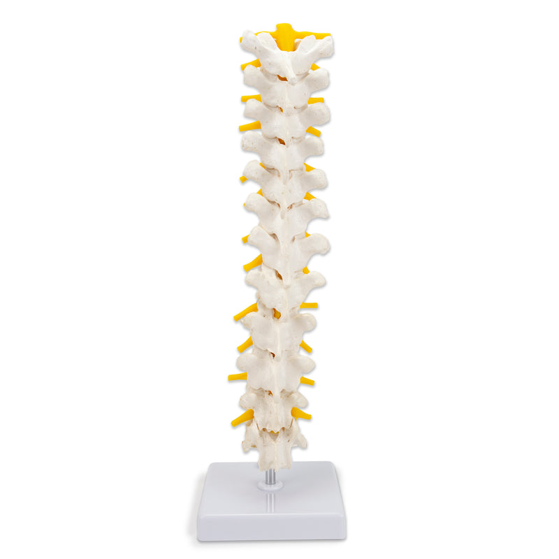 Load image into Gallery viewer, Thoracic Spine Model
