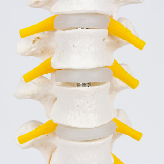 Thoracic Spine Model