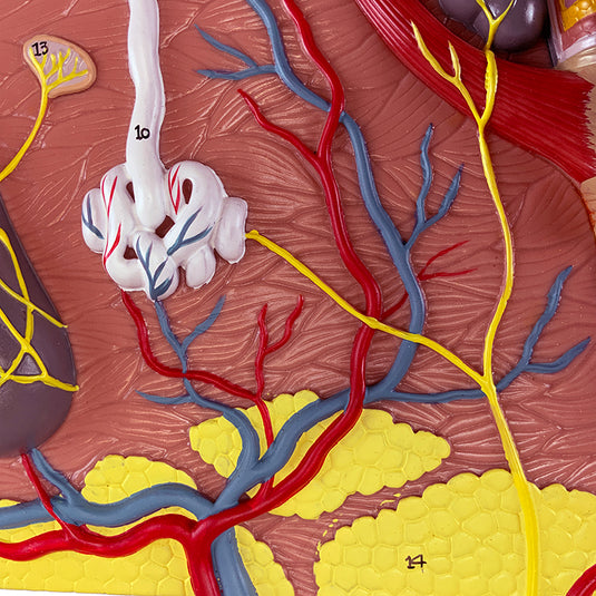 Skin Section Model, 40X Enlarged