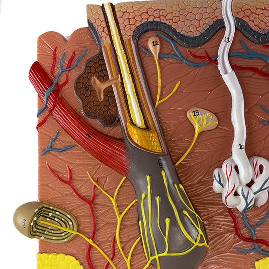 Skin Section Model, 40X Enlarged