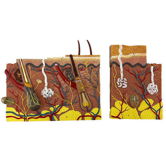 Skin Section Model, 40X Enlarged