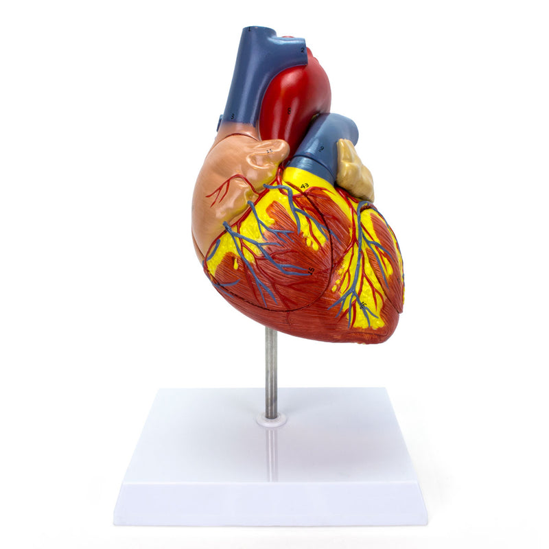 Carica immagine in Galleria Viewer, Modello di Cuore, Ingrandito 2X [SKU: MG22271]
