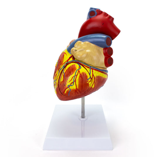 Modello di Cuore, Ingrandito 2X [SKU: MG22271]