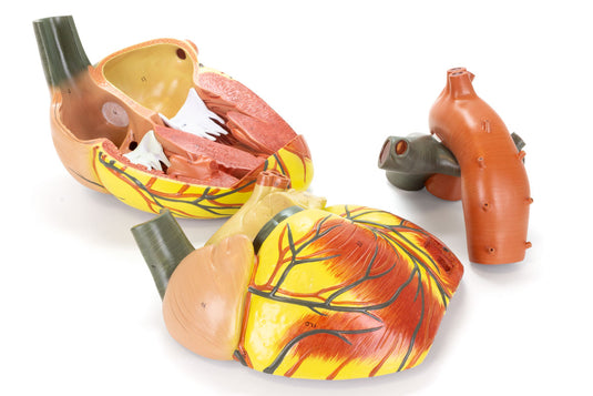 心臓モデル、3倍拡大 [SKU: MG22272]