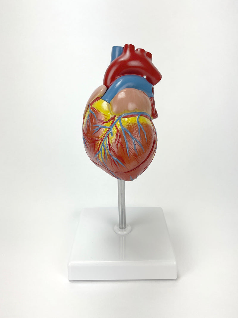 تحميل الصورة في عارض المعرض، نموذج القلب الكلاسيكي مع تضخم البطين [SKU: MG22274]
