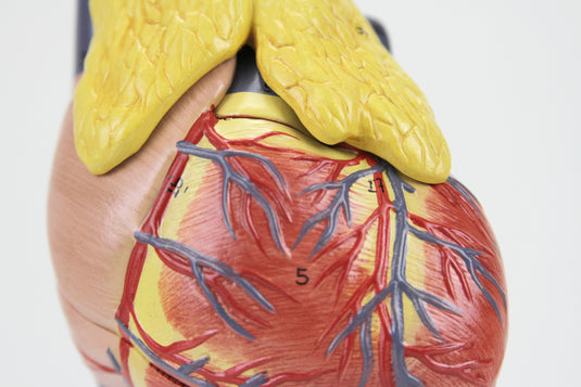 Classic Heart Model with Thymus