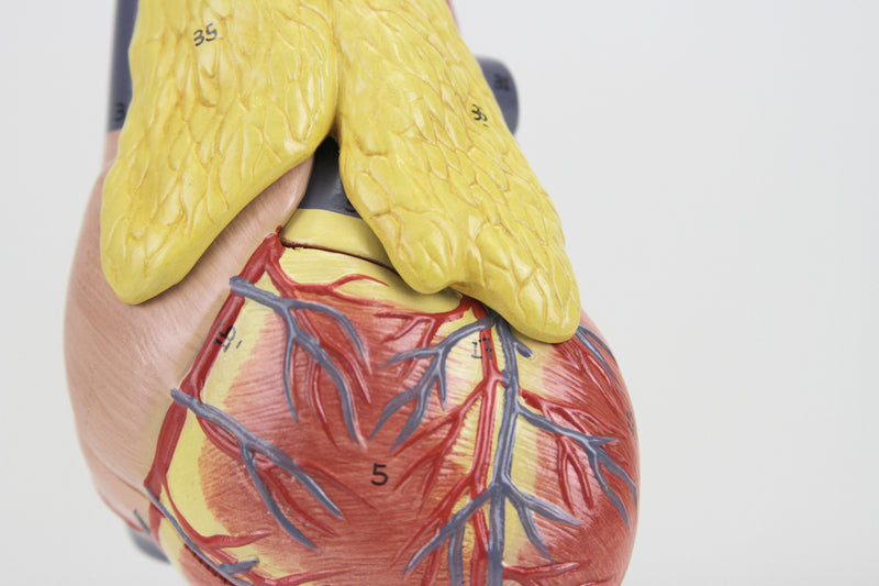 Load image into Gallery viewer, Classic Heart Model with Thymus
