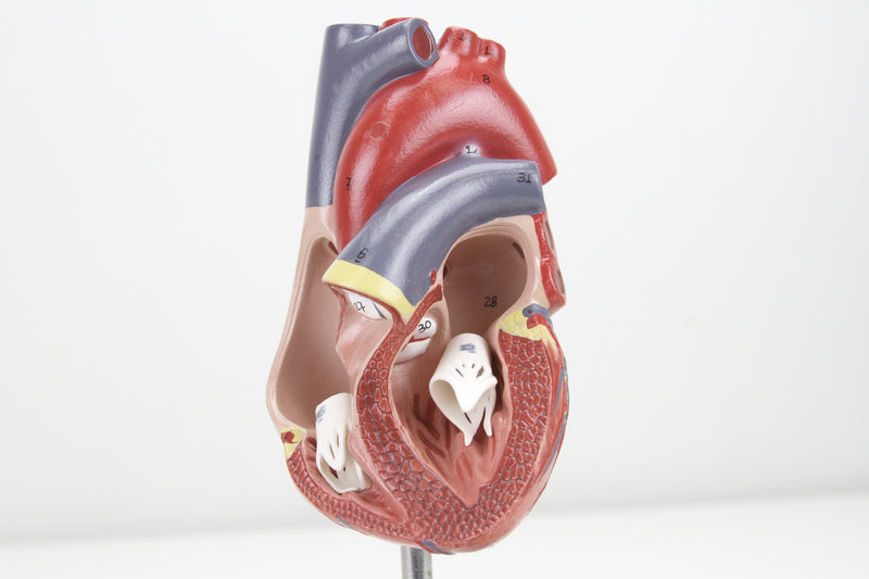 Load image into Gallery viewer, Classic Heart Model with Thymus
