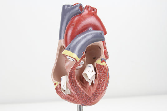 Classic Heart Model with Thymus