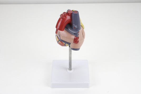 Classic Heart Model with Thymus