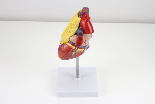Classic Heart Model with Thymus