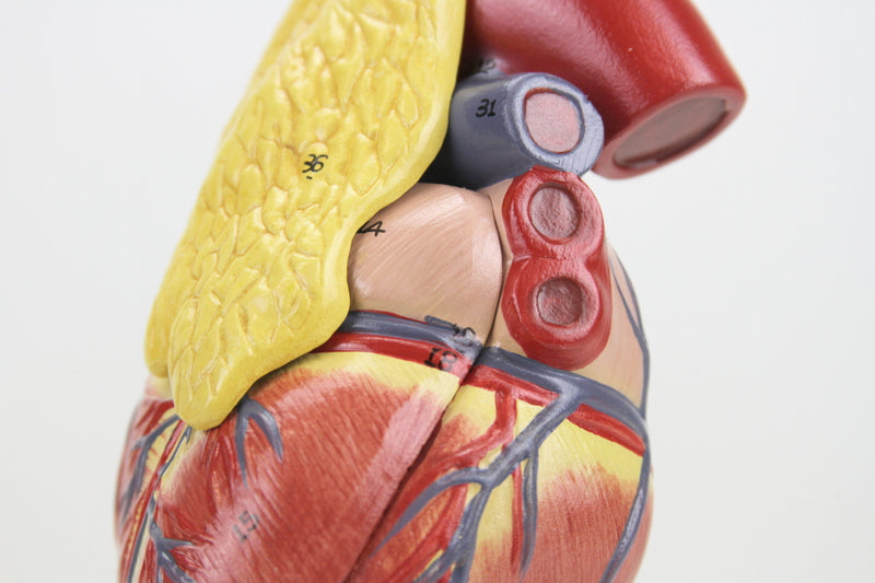 Load image into Gallery viewer, Classic Heart Model with Thymus

