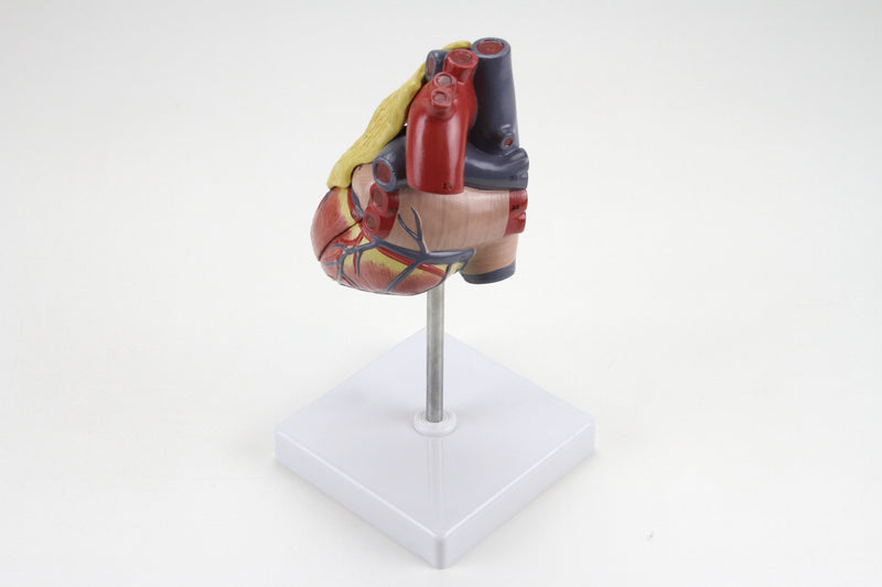Load image into Gallery viewer, Classic Heart Model with Thymus
