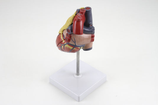 Classic Heart Model with Thymus