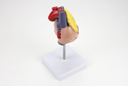 Classic Heart Model with Thymus