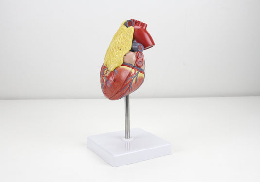 Classic Heart Model with Thymus
