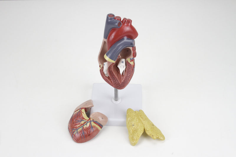 Load image into Gallery viewer, Classic Heart Model with Thymus
