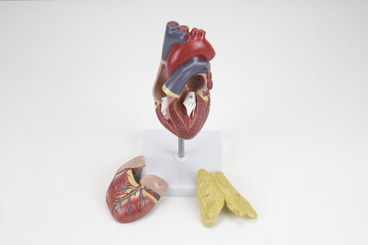 Classic Heart Model with Thymus