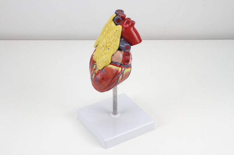 Load image into Gallery viewer, Classic Heart Model with Thymus
