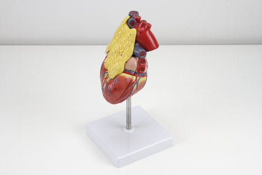 Classic Heart Model with Thymus