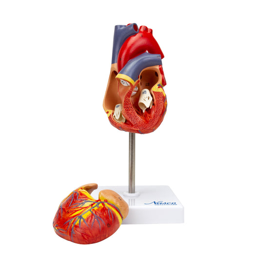 Modello Cuore Classico [SKU: MG22278]