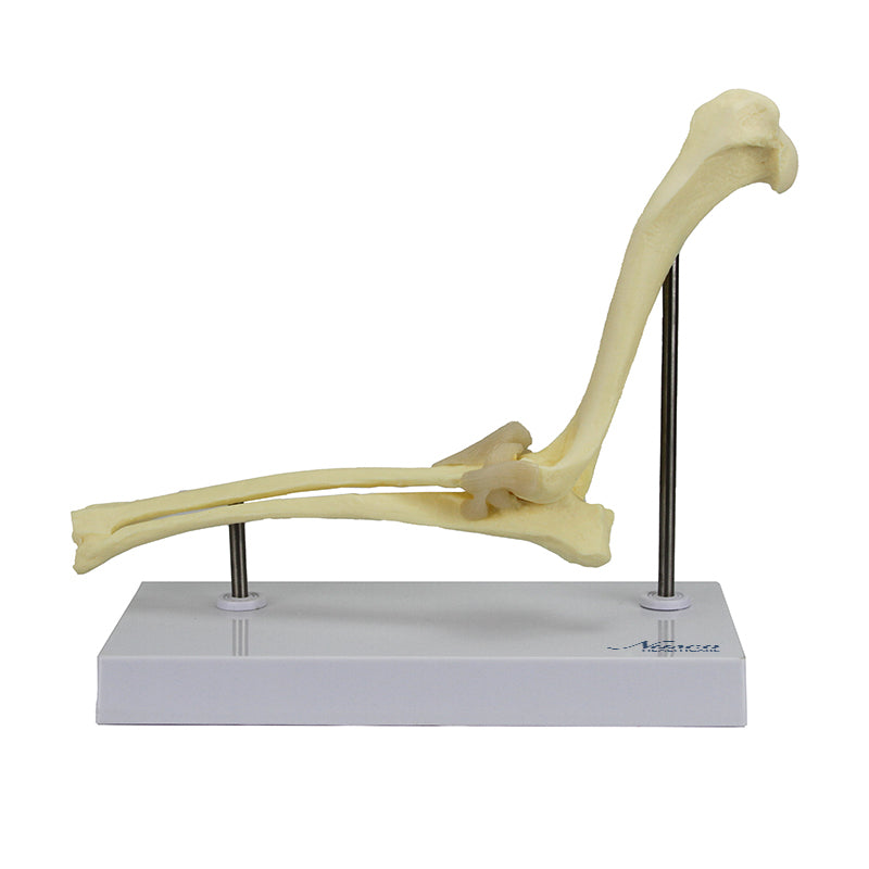 Load image into Gallery viewer, Canine Elbow Model

