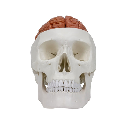 Skull with Brain Model, 11-Parts
