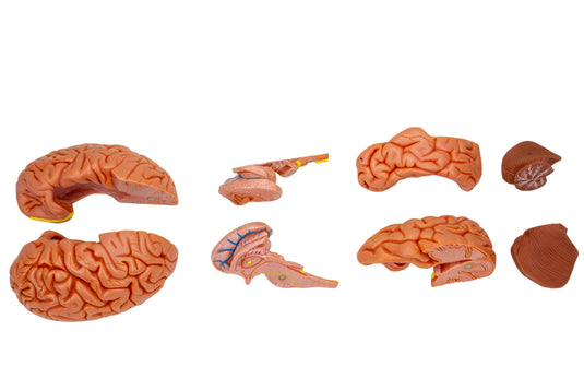 Skull with Brain Model, 11-Parts