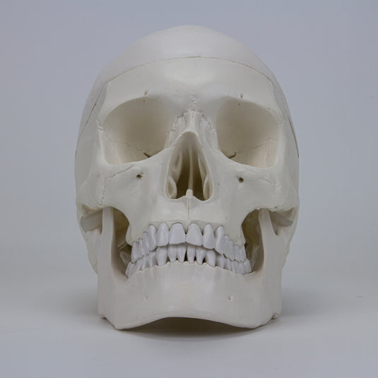 Skull with Brain Model, 11-Parts