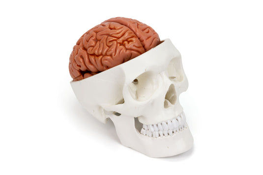 Skull with Brain Model, 11-Parts