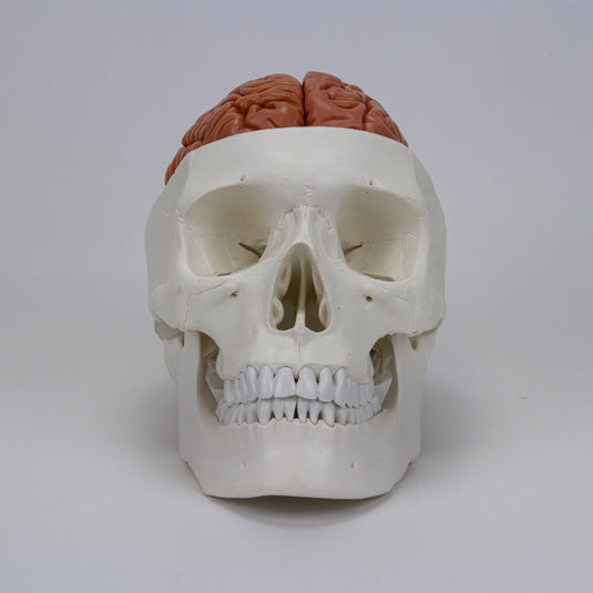 Skull with Brain Model, 11-Parts [SKU: MG22292] – Nasco