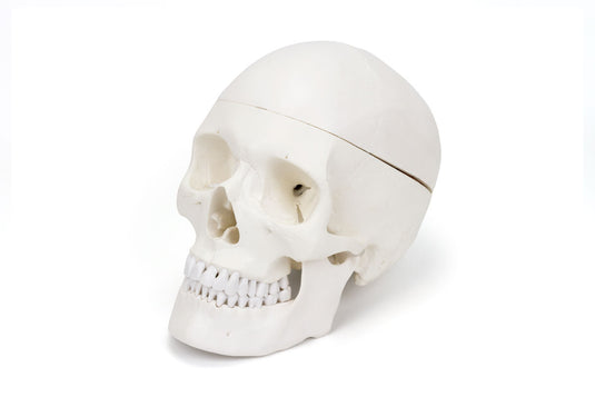 Skull with Brain Model, 11-Parts