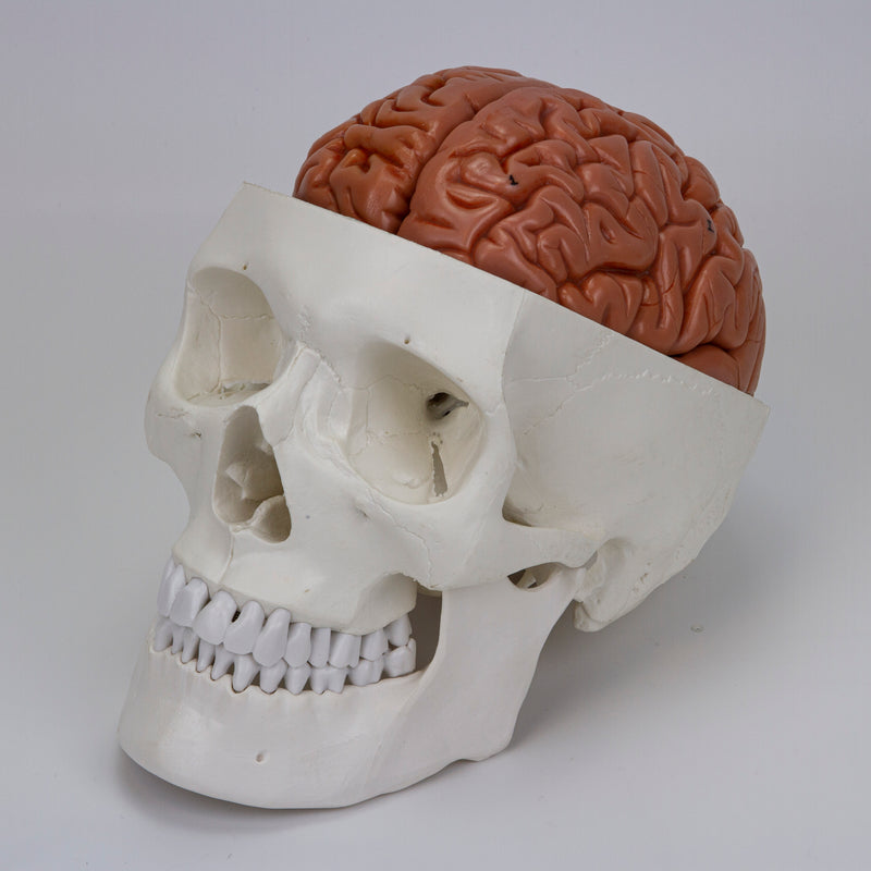 Load image into Gallery viewer, Skull with Brain Model, 11-Parts
