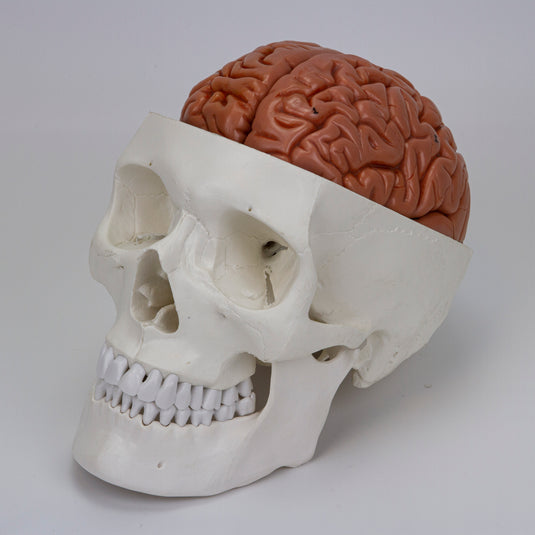 Skull with Brain Model, 11-Parts