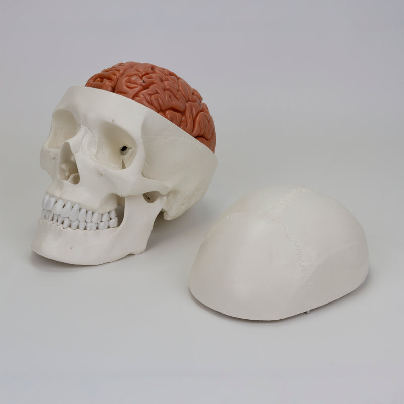 Load image into Gallery viewer, Skull with Brain Model, 11-Parts
