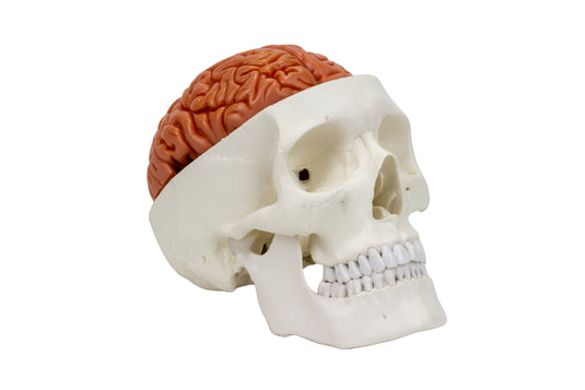How To Make A Brain Sculpture at Bernadette Oakman blog How To Make A Brain Sculpture at Bernadette Oakman blog