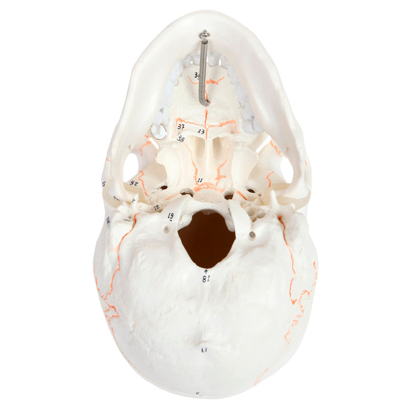 Load image into Gallery viewer, Classic Skull Model, Numbered, 3-Parts
