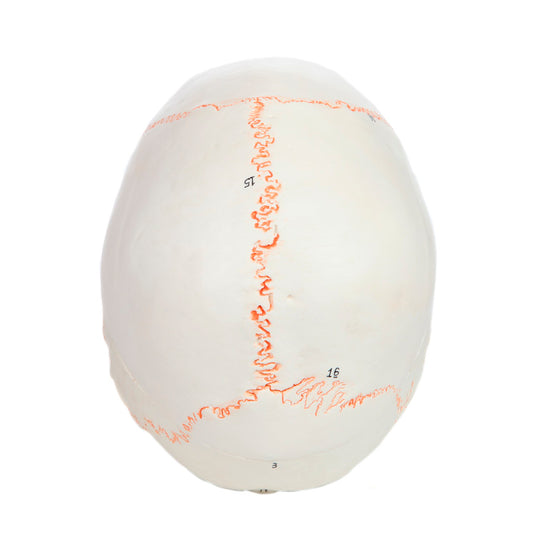 Classic Skull Model, Numbered, 3-Parts