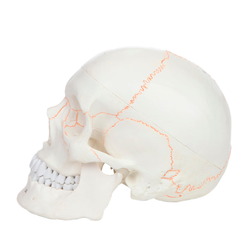 Load image into Gallery viewer, Classic Skull Model, Numbered, 3-Parts
