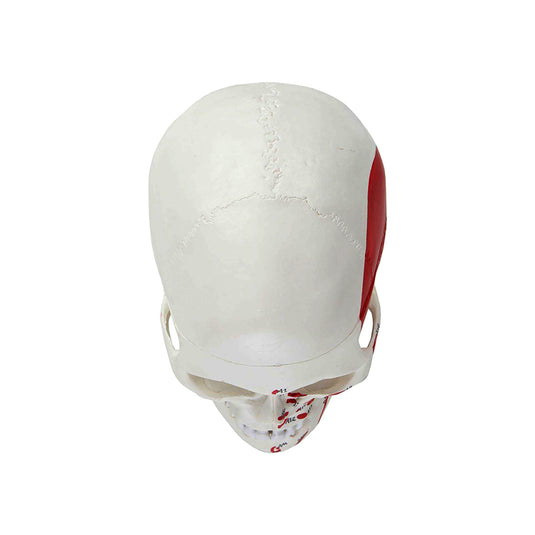 نموذج جمجمة مطلية كلاسيكية [SKU: MG22298]