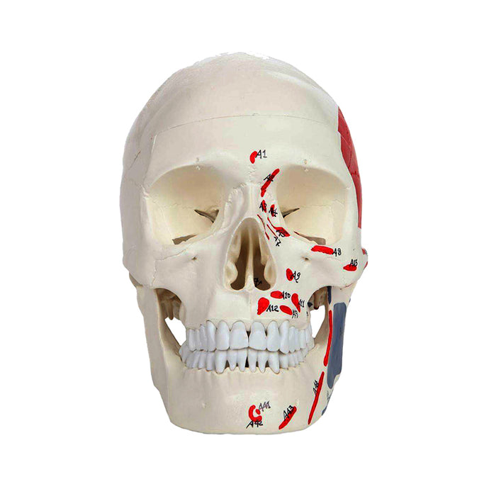 نموذج جمجمة مطلية كلاسيكية [SKU: MG22298]