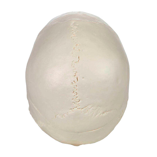 نموذج جمجمة كلاسيكي   [SKU: MG22299]