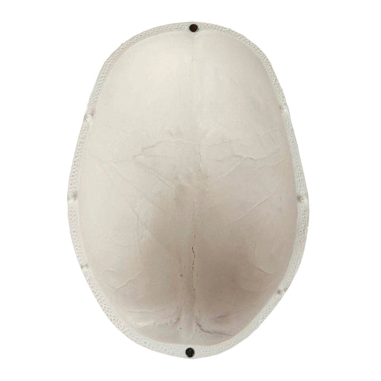 نموذج جمجمة كلاسيكي   [SKU: MG22299]