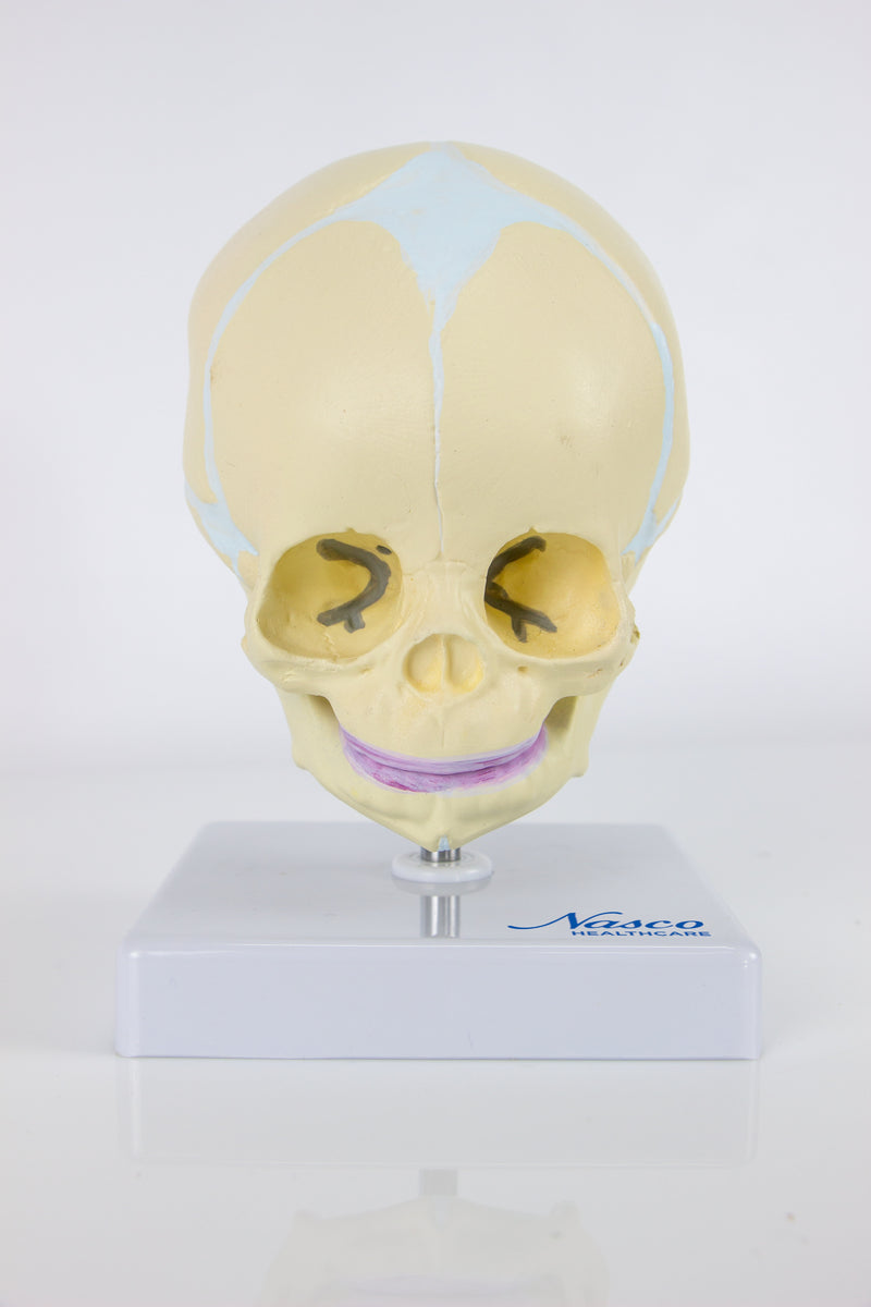 Carregue imagem no visualizador da galeriaModelo de Crânio Fetal Montado em Suporte, 30ª Semana [SKU: MG22302]
