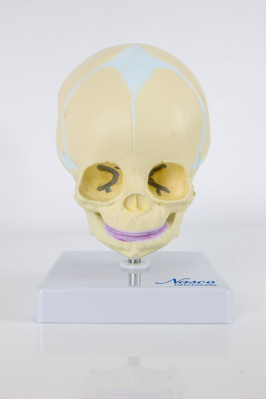 गर्भस्थ शिशु खोपड़ी मॉडल स्टैंड पर, 30वां सप्ताह [SKU: MG22302]