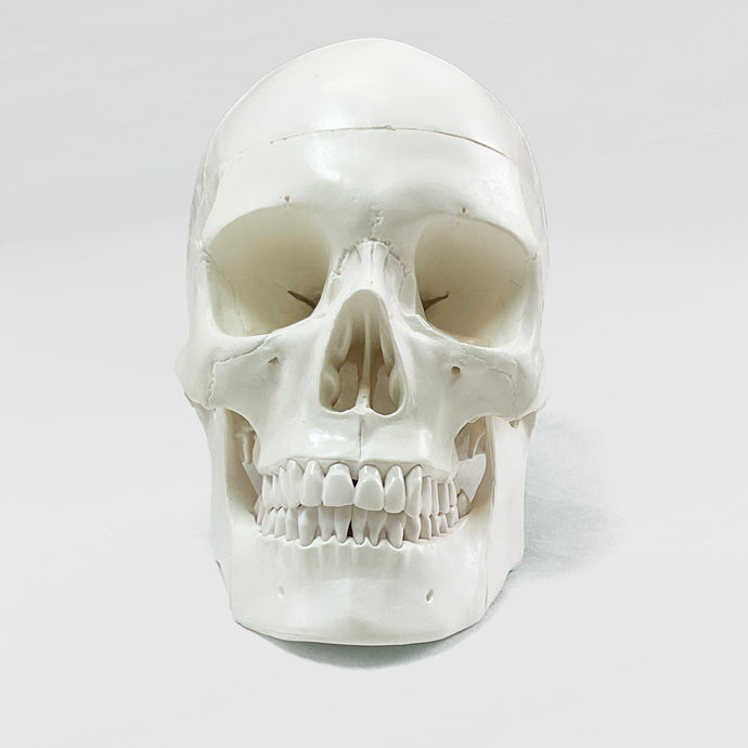 Skull with Blood Vessels Model